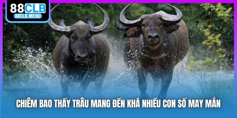 Chiêm bao thấy trâu mang đến khá nhiều con số may mắn