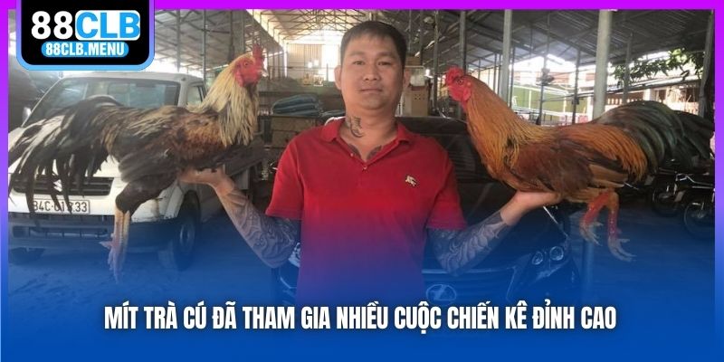 Mít Trà Cú đã tham gia nhiều cuộc chiến kê đỉnh cao