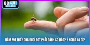 Nằm Mơ Thấy Ong Đuổi Đốt Phải Đánh Số Nào? Ý Nghĩa Là Gì?