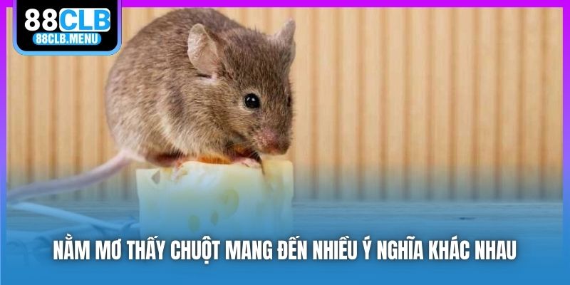 Nằm mơ thấy chuột mang đến nhiều ý nghĩa khác nhau