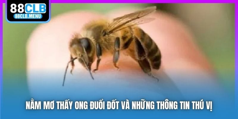 Nằm mơ thấy ong đuổi đốt và những thông tin thú vị