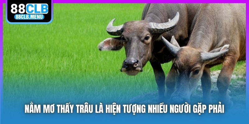 Nằm mơ thấy trâu là hiện tượng nhiều người gặp phải