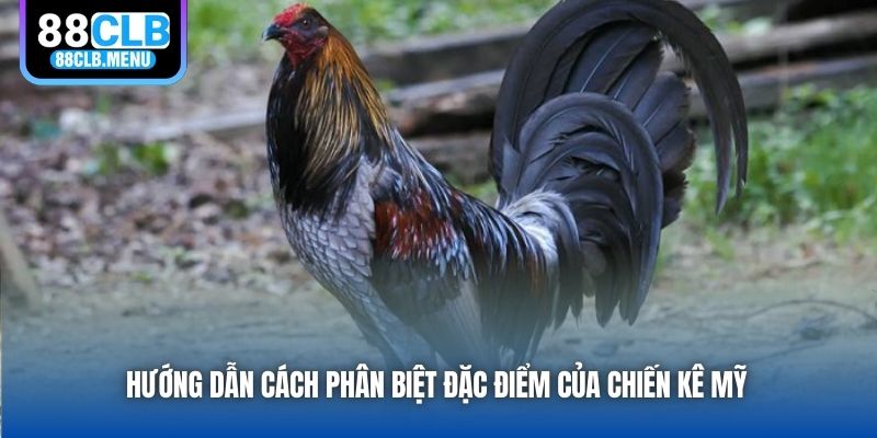 Hướng dẫn cách phân biệt đặc điểm của chiến kê Mỹ