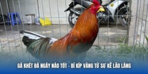 Gà Khét Đá Ngày Nào Tốt | Bí Kíp Vàng Từ Sư Kê Lão Làng