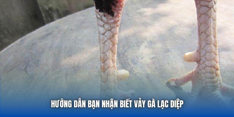 Hướng dẫn bạn nhận biết vảy gà lạc diệp