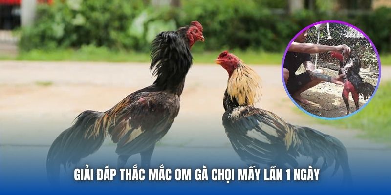 Giải đáp thắc mắc om gà chọi mấy lần 1 ngày
