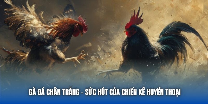 Gà Đá Chân Trắng | Sức Hút Của Chiến Kê Huyền Thoại