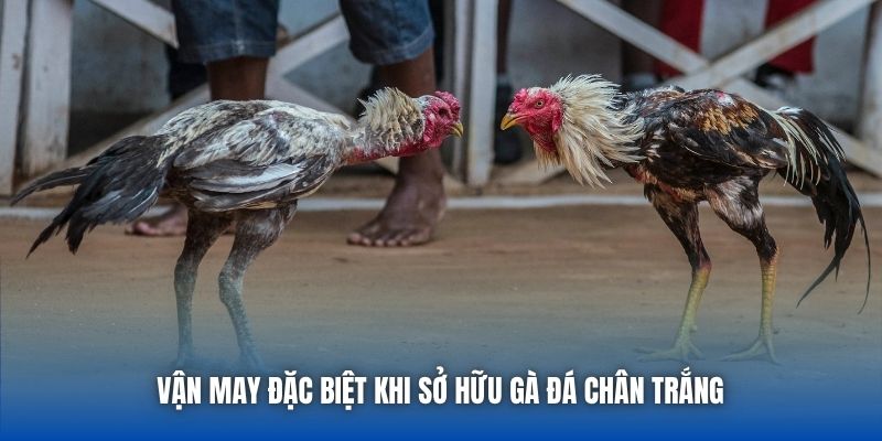 Vận may đặc biệt khi sở hữu gà đá chân trắng